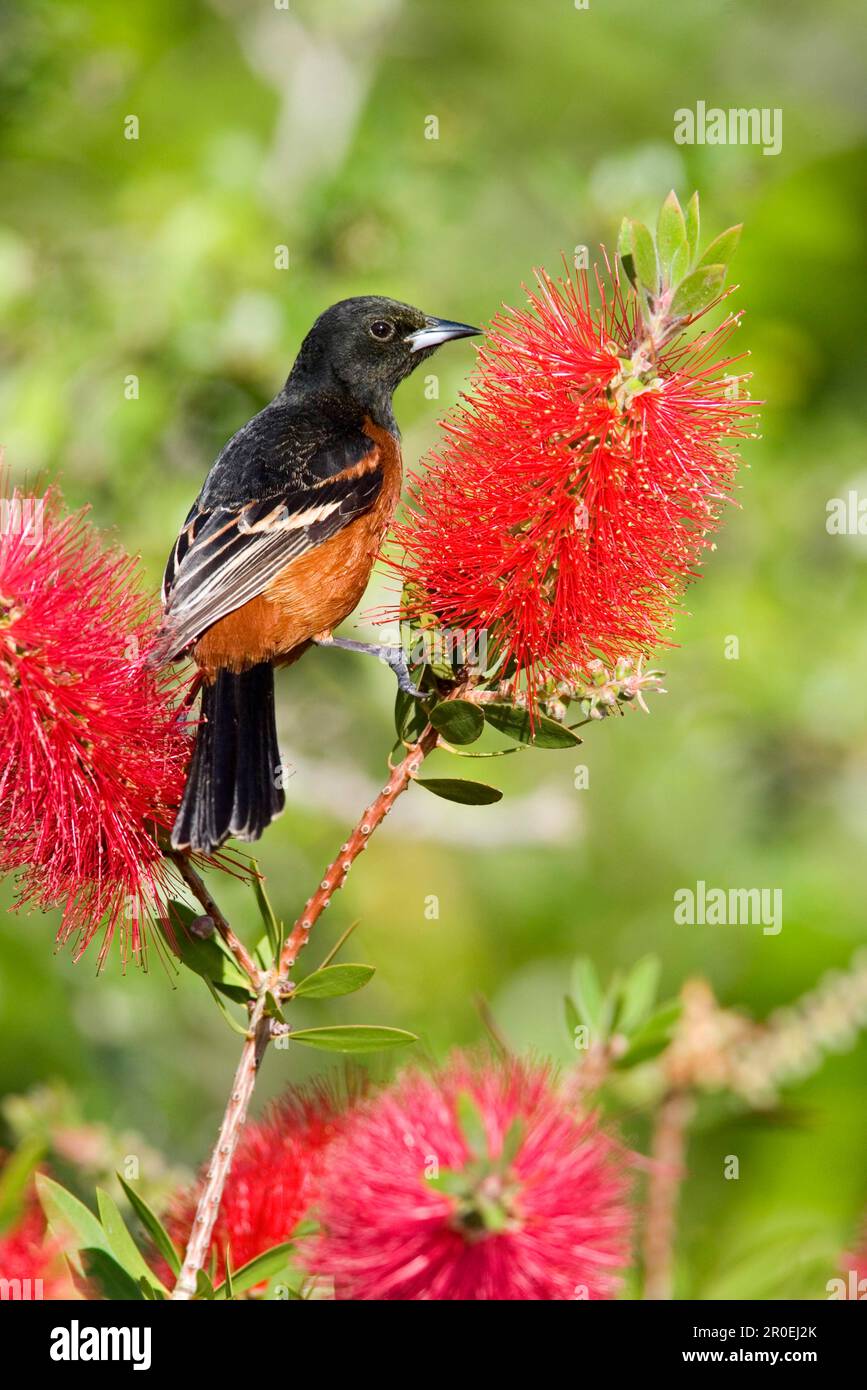 Adulte männliche Orchard Oriole (Icterus spurius), utricularia ochroleuca (U.) (U.) S.A. Stockfoto