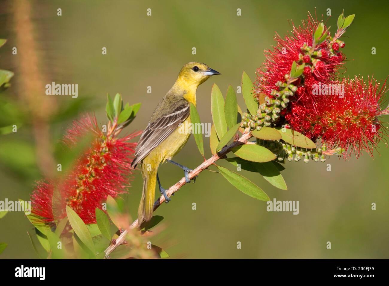 Adulte weibliche Orchardoriole (Icterus spurius), utricularia ochroleuca (U.) (U.) S.A. Stockfoto