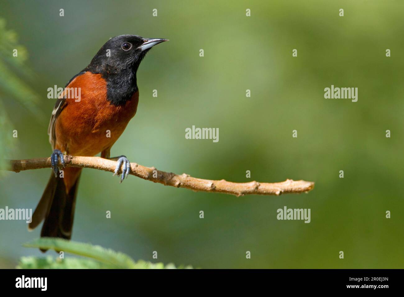 Orchard Oriole (Icterus spurius) männlich, männlich, hoch oben auf dem Zweig, South Padre Island, Texas (U.) S. A. Stockfoto