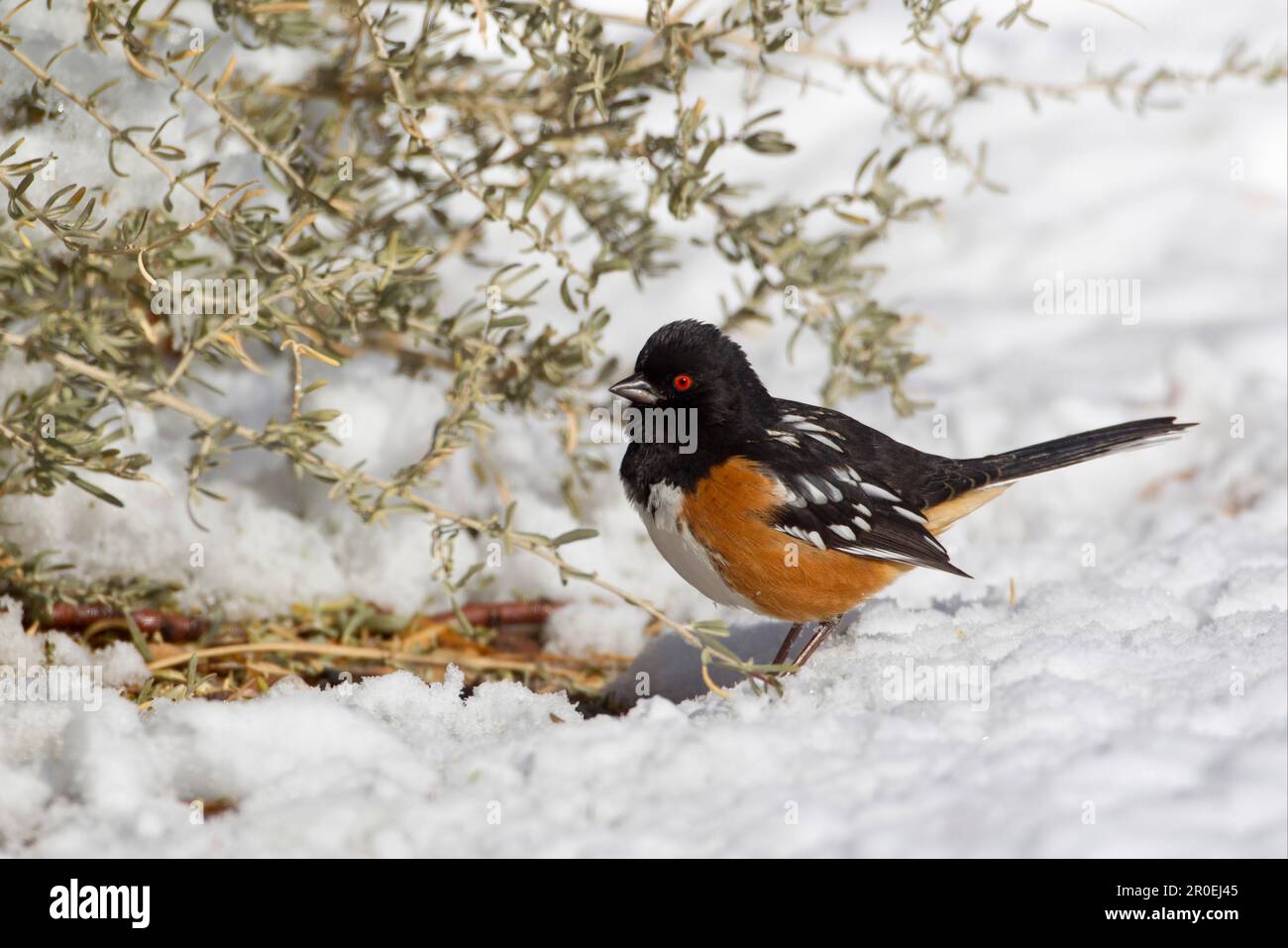 Eastern Towhee (Pipilo erythrophthalmus), männlich, auf Schnee stehend, Bosque del Apache National Wildlife Refuge, New Mexico (U.) S.A. Stockfoto