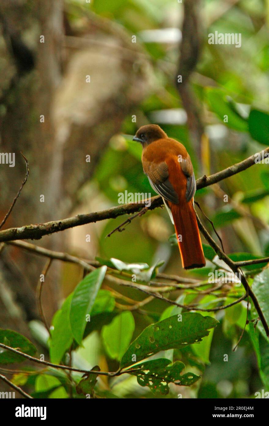 Malabar Trogon (Harpactes fasciatus), weiblich, hoch oben auf dem Ast, Sinharaja Forest N. P. Sri Lanka Stockfoto