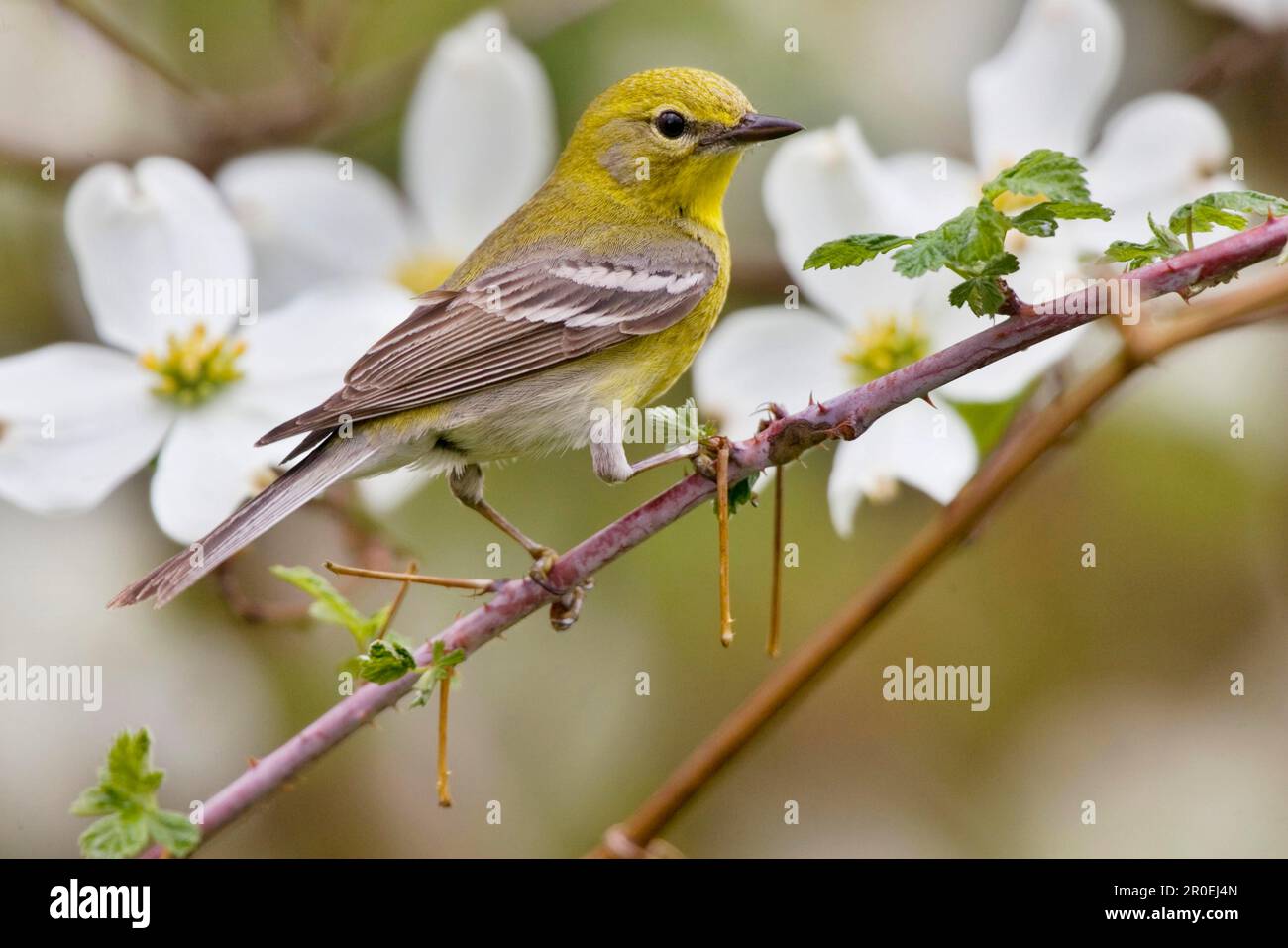 Kiefernsteinzwerg (Dendroica pinus), Singvögel, Tiere, Vögel, Kiefernsteinzwerg, ausgewachsener, Hoch oben auf dem Stiel neben der blühenden utricularia ochroleuca (U.) (U.) S. A. Stockfoto