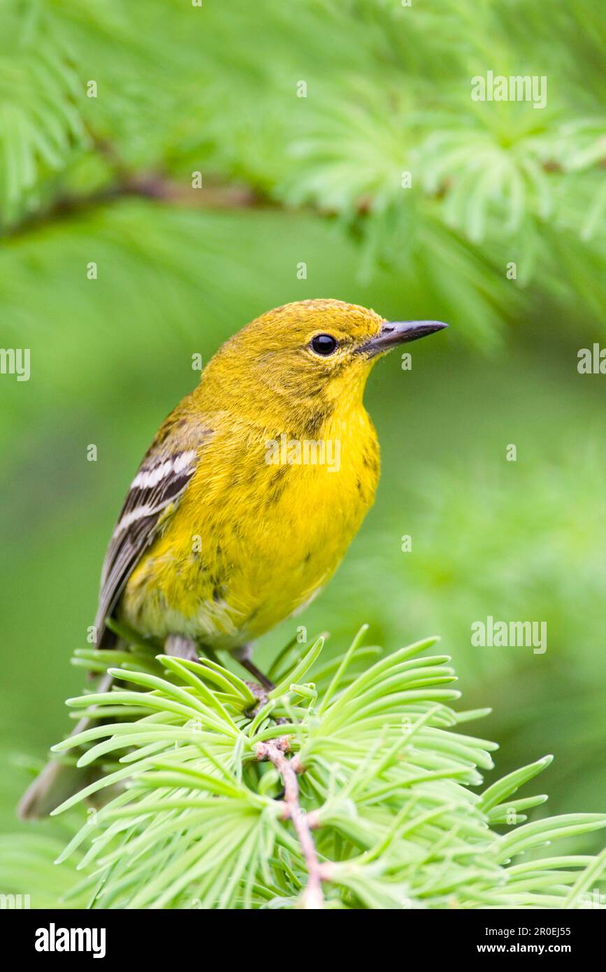 Kiefernsteinzwerg (Dendroica pinus), Singvögel, Tiere, Vögel, Kiefernsteinzwerg, Erwachsene, Hoch oben auf utricularia ochroleuca (U.) (U.) S.A. Stockfoto