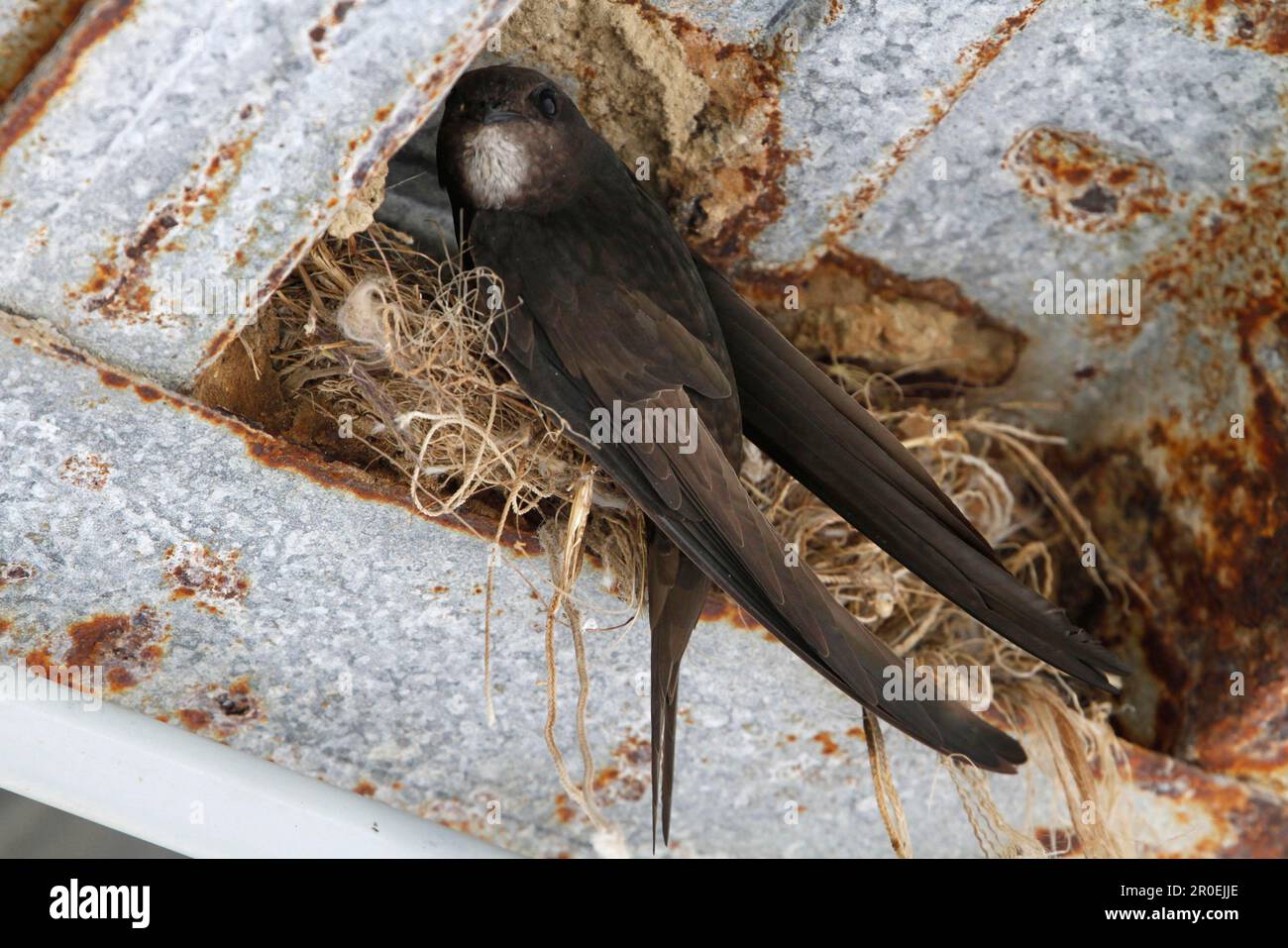 Schwimmt am Nest in den Dachsparren eines Gebäudes, Spanien Stockfoto