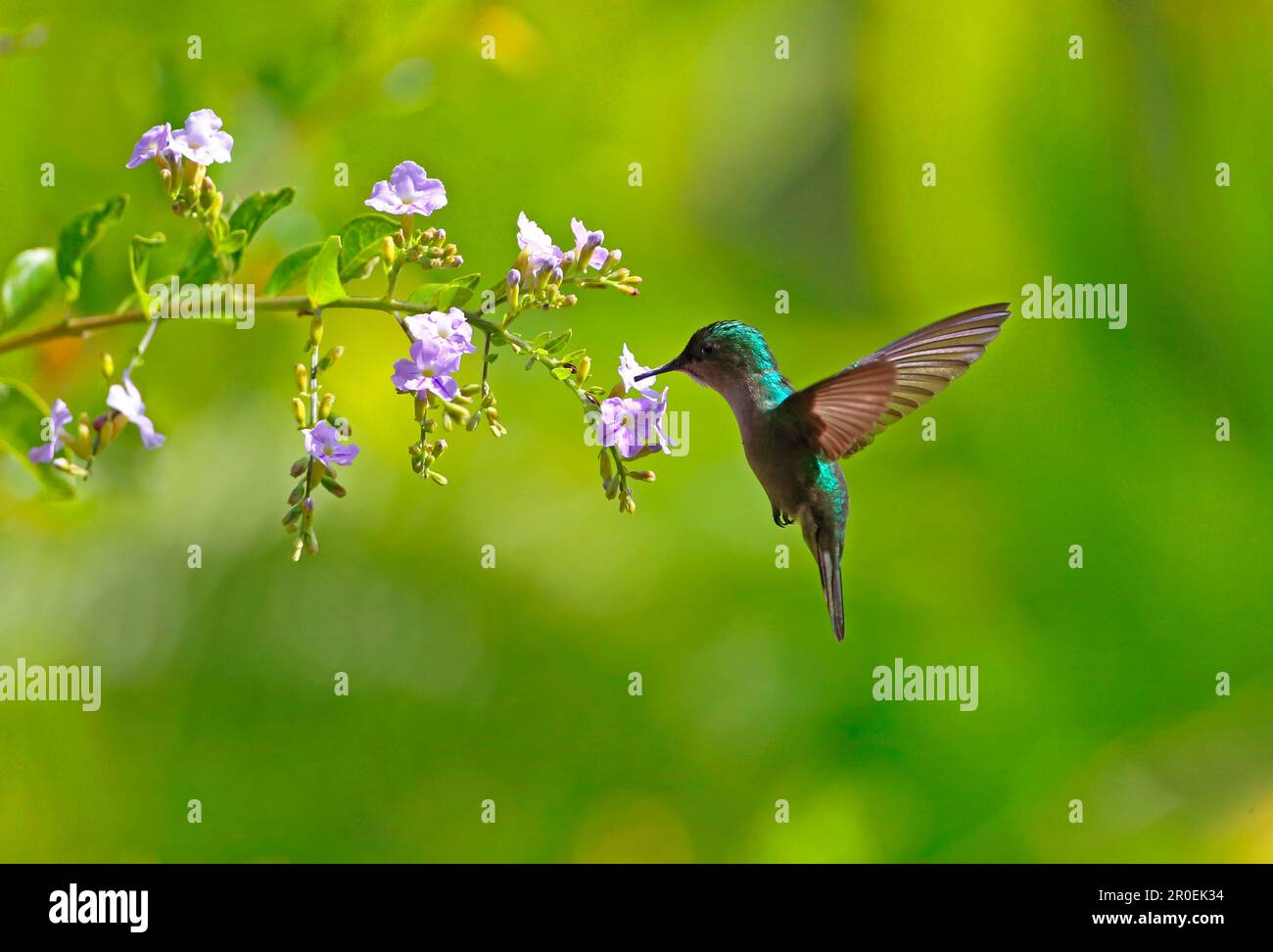 Antillean Crested Hummingbird (Orthorhyncus cristatus exilis) Erwachsene Frau, im Flug, Fütterung in Blumen, Fond Doux Plantation, St. Lucia, Windward Stockfoto