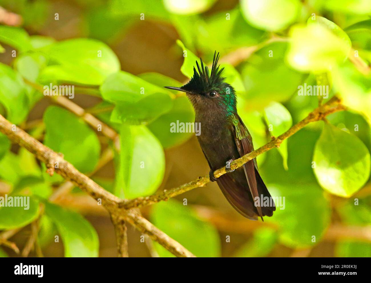 Antillean Crested Hummingbird (Orthorhyncus cristatus exilis) männlich, ausgewachsen, mit angehobenem Wappen, hoch oben auf dem Zweig, Fond Doux Plantation, St. Lucia Stockfoto