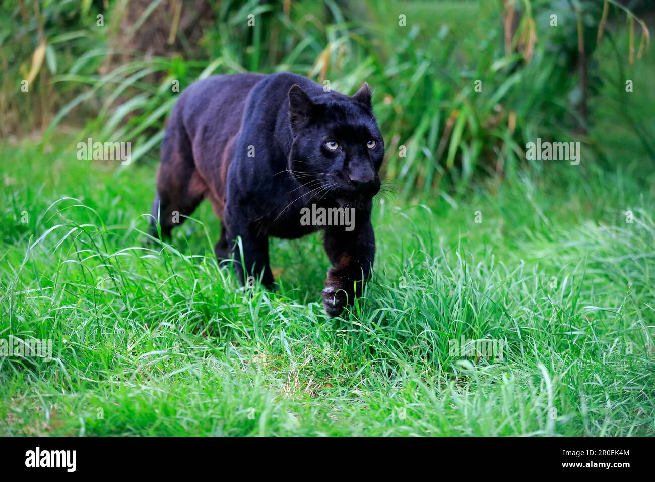 Leopard (Panthera pardus), schwarzer Panther, Afrika Stockfoto