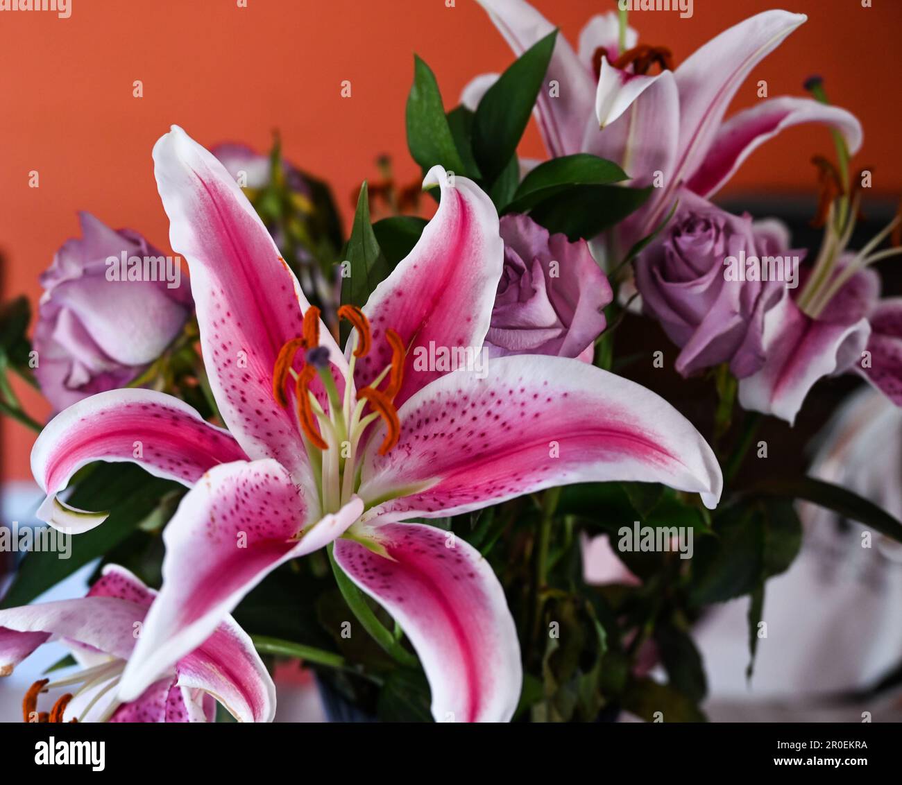 Nahaufnahme der rosafarbenen und weißen Lilienblume mit violetten Rosen und Lilien in einem Blumenstrauß mit orangefarbenem Wandhintergrund. Stockfoto