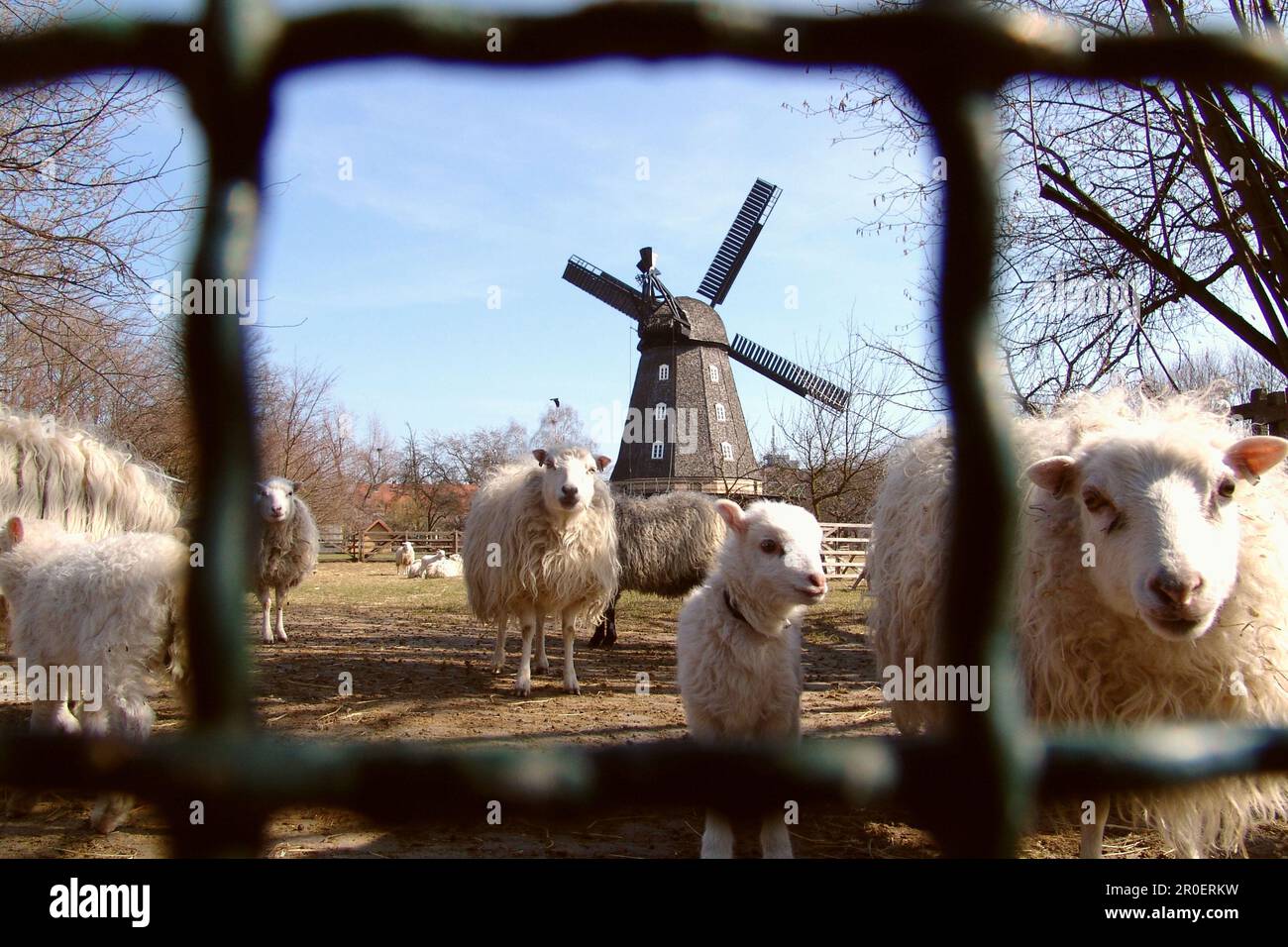 Unerwarteter Blick auf die Stadt, Sheeps und Windmühle in Berlin Britz, Berlin, Deutschland Stockfoto