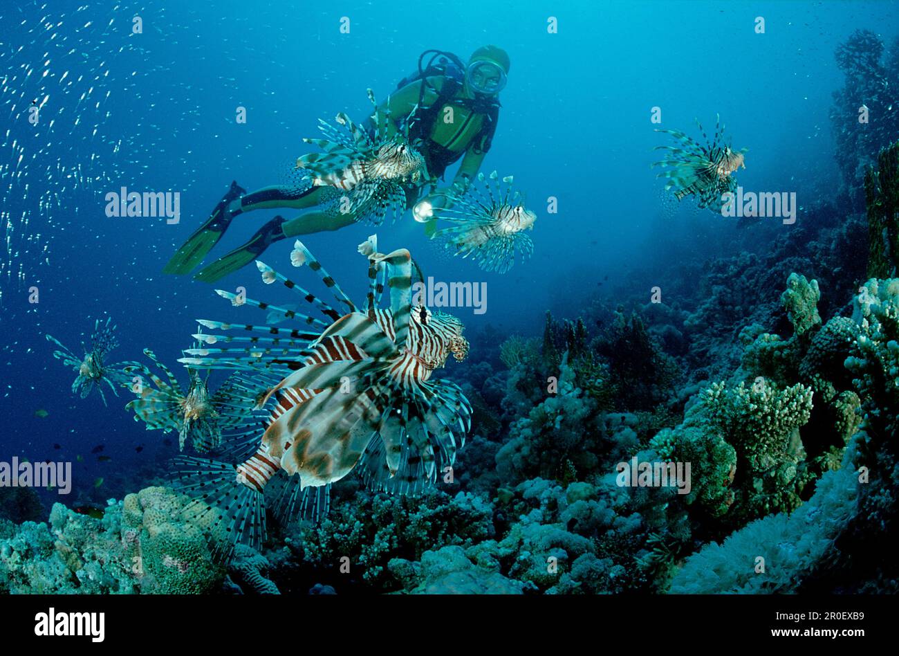 Rotfeuerfische und Taucher, Löwenfische, Truthahnfische A, Truthahnfische und Taucher, Pterois Volitans Stockfoto