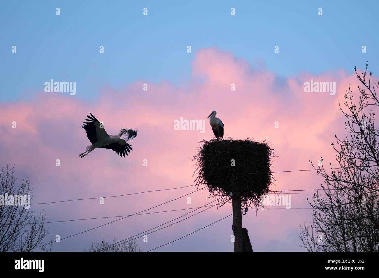 Ein Paar weißer Storche baut im Frühling ihr Nest. Das Foto zeigt die Essenz der Vogelfotografie und zeigt den natürlichen Lebensraum dieser Störche Stockfoto