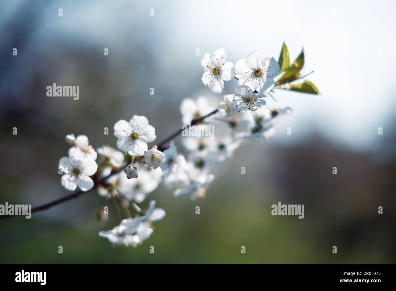 Die exquisite Schönheit der weißen Kirschblüten in voller Blüte im Frühling wird in dieser Makro-Naturfotografie festgehalten Stockfoto