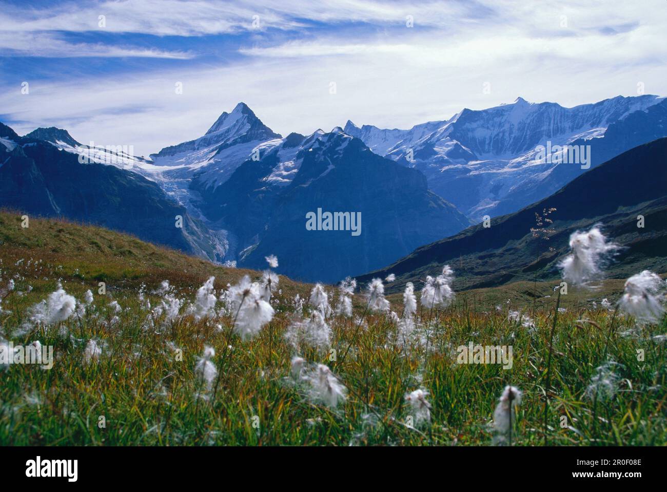 Baumwollgras in den Bergen, erste Alpen, über Grindelwald, Berner Überland, Schweiz Stockfoto