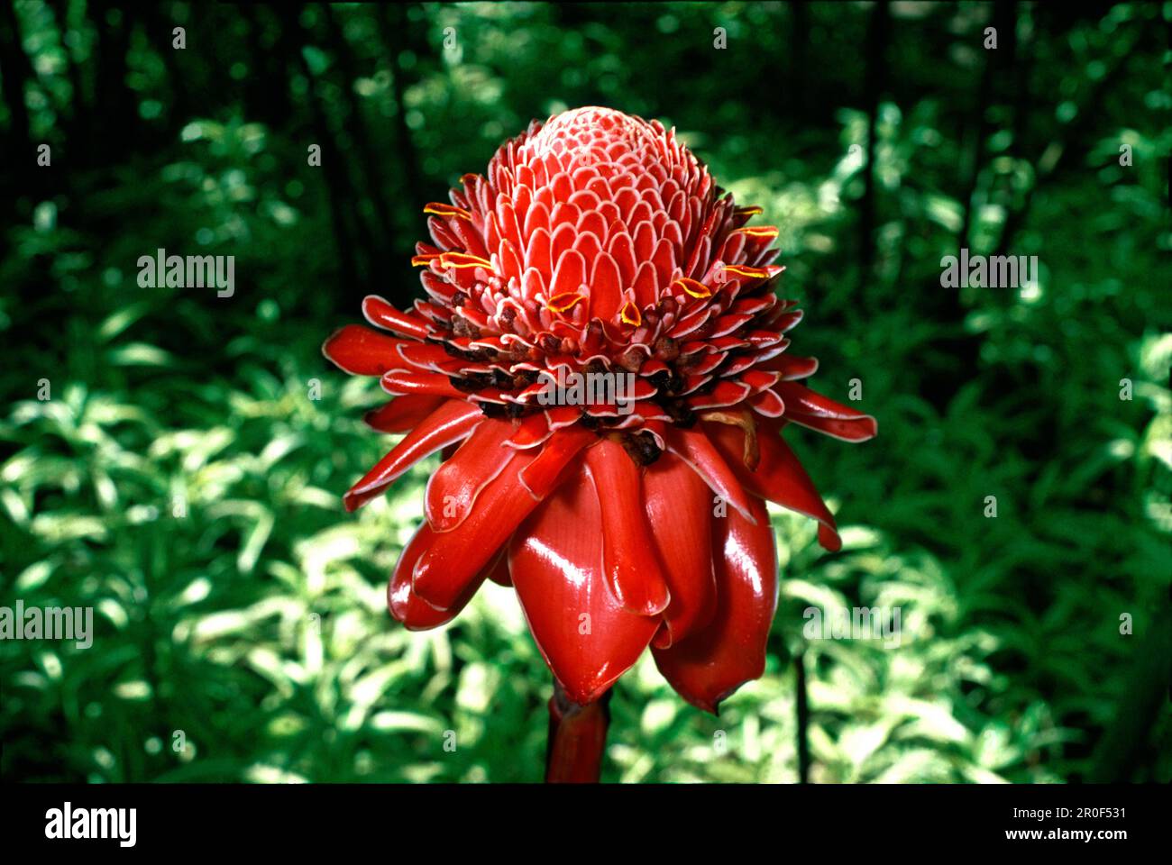 Rote Fackel Ingwerblume im Dschungel, Mustique Island, Karibik, Amerika Stockfoto