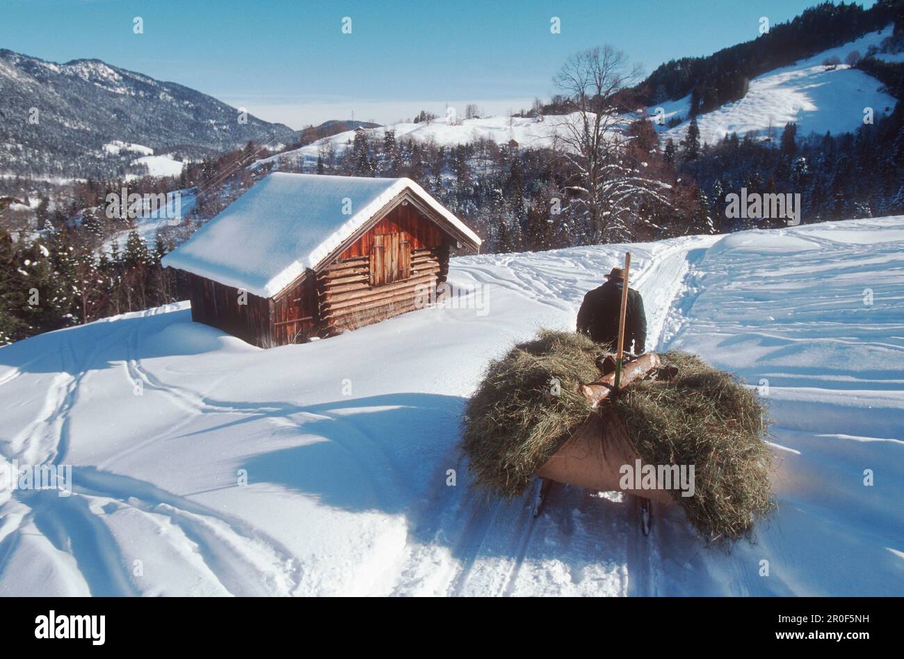 Bauer mit Schlitten, voll beladen mit Heu, in der Nähe von Garmisch-Partenkirchen, Oberbayern, Deutschland Stockfoto