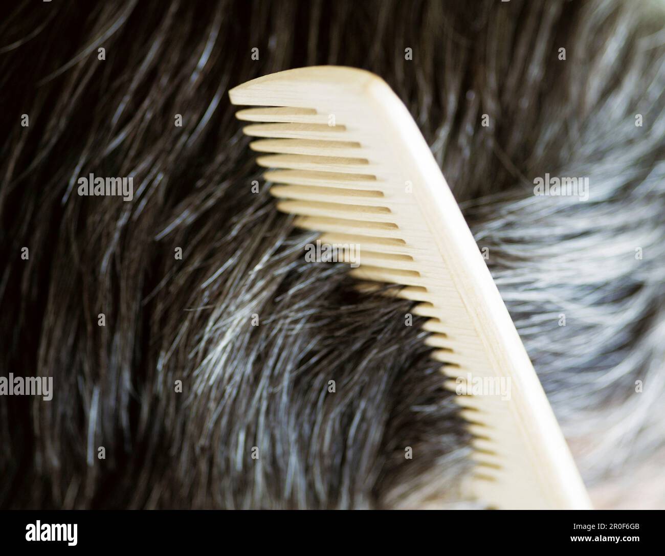 Mit grauen Haaren und Kamm Stockfoto