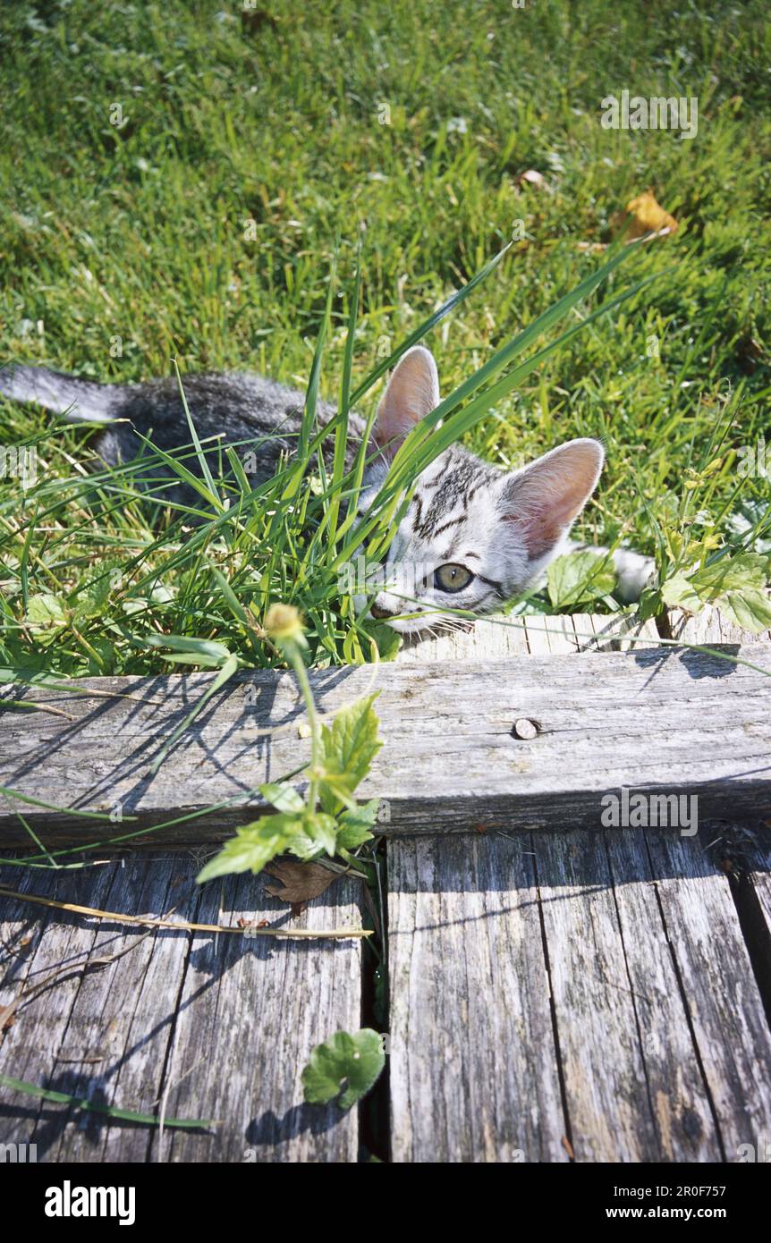 Tabby Kitten im Garten Stockfoto