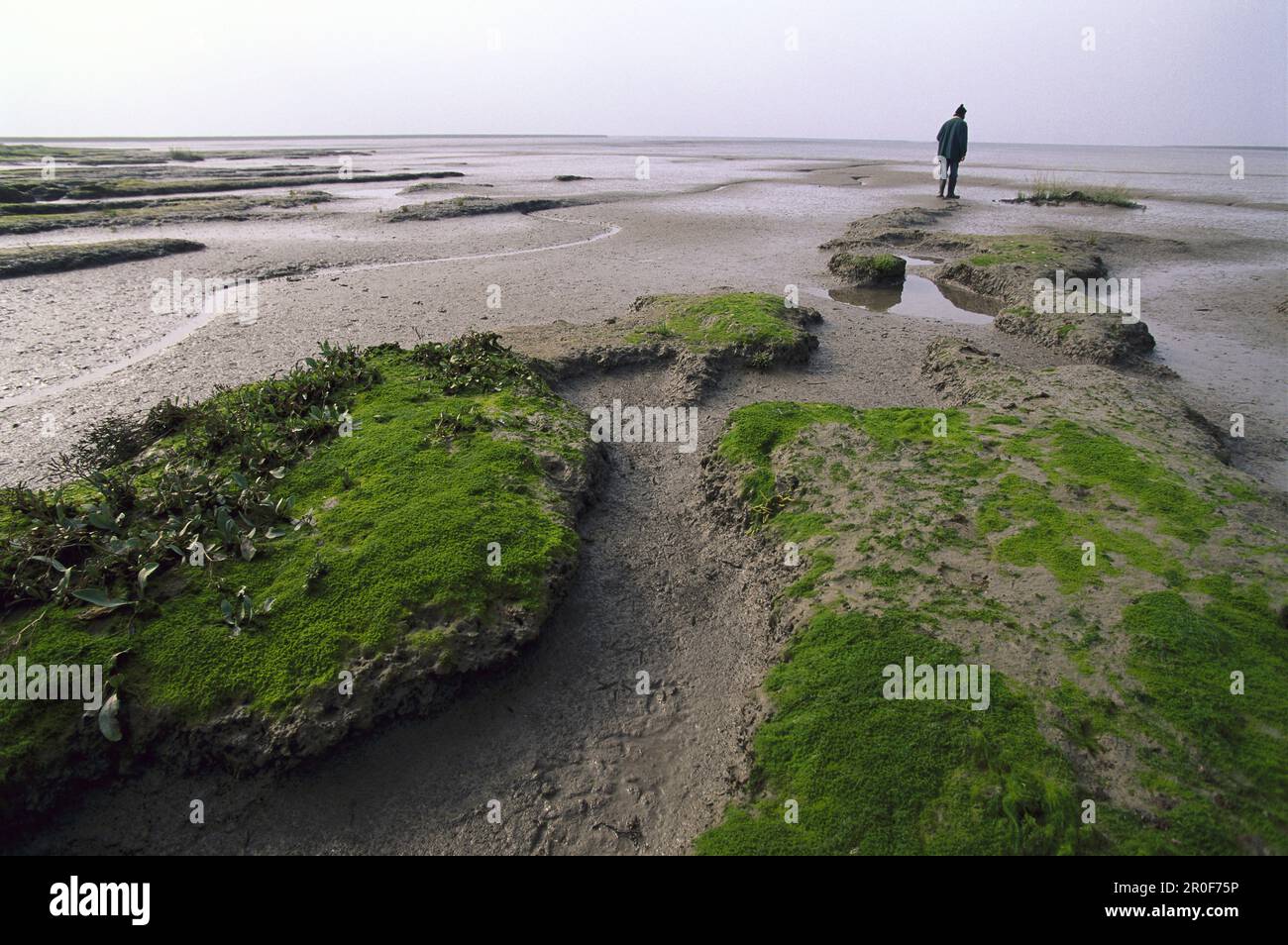 Waddenmeer bei Ebbe, Deutschland Stockfoto