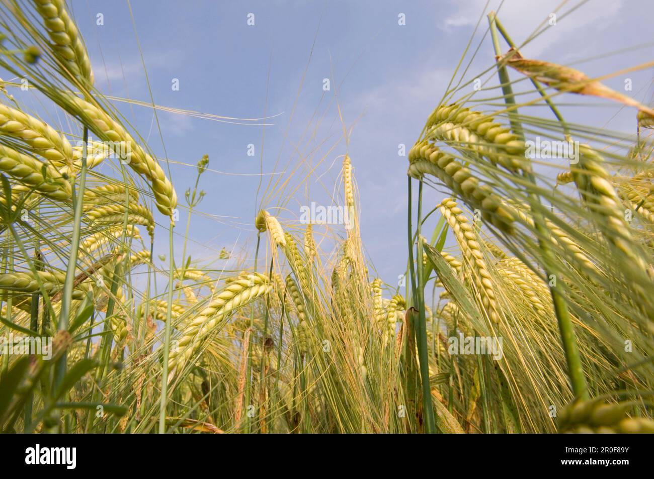 Nahaufnahme des Weizenfeldes, Ansicht aus niedrigem Winkel Stockfoto