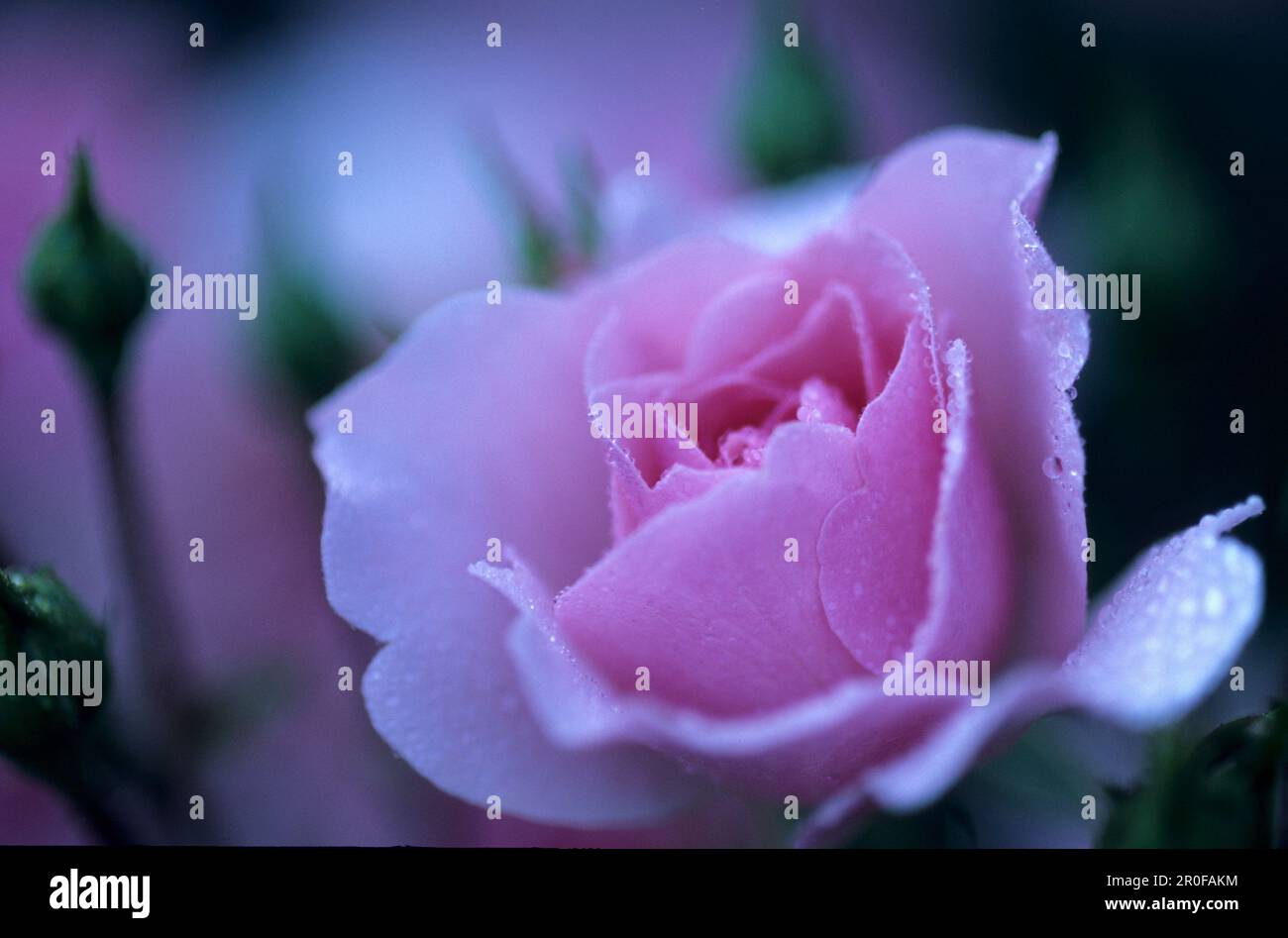 Nahaufnahme einer hellrosa Rose mit Tau, Blumen, Natur Stockfoto