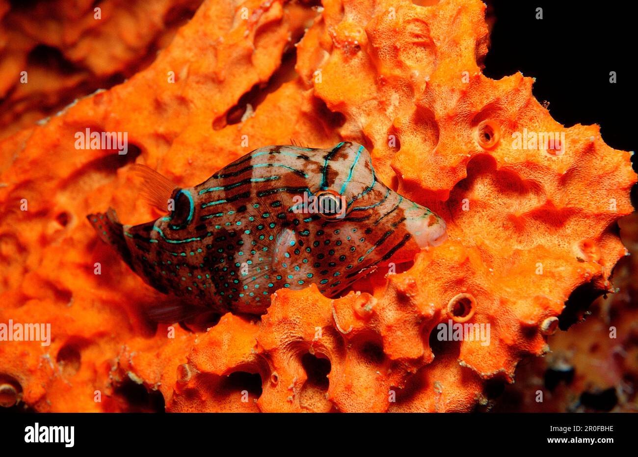 Puffer mit falschen Augen, Canthigaster papua, Indonesien, Wakatobi Dive Resort, Sulawesi, Indischer Ozean, Bandasea Stockfoto