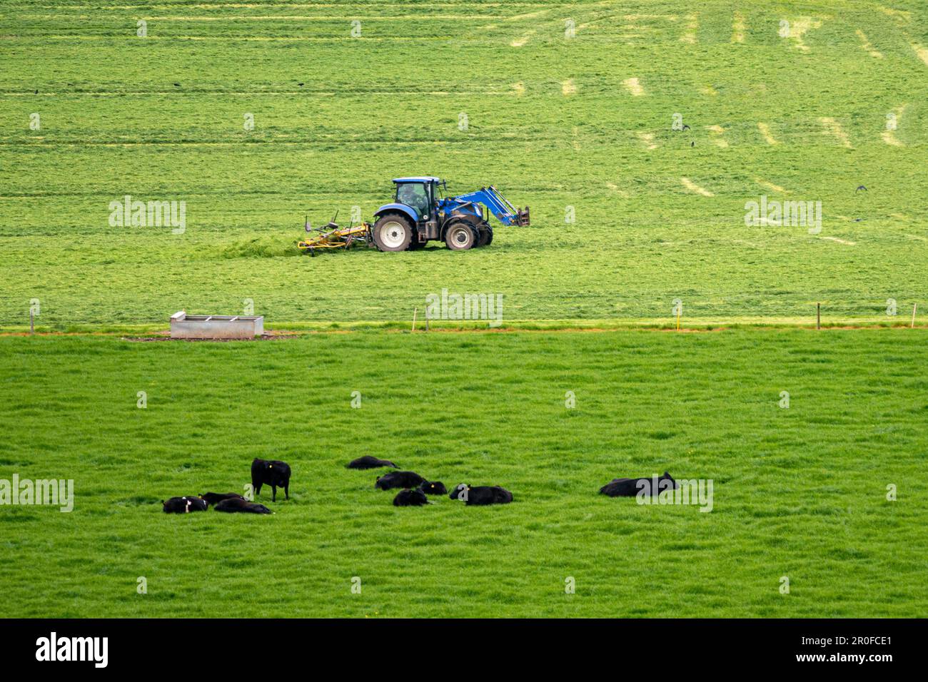 Landwirtschaft im South Downs National Park in der Nähe von Patching und Findon, West Sussex, England, Großbritannien. Stockfoto