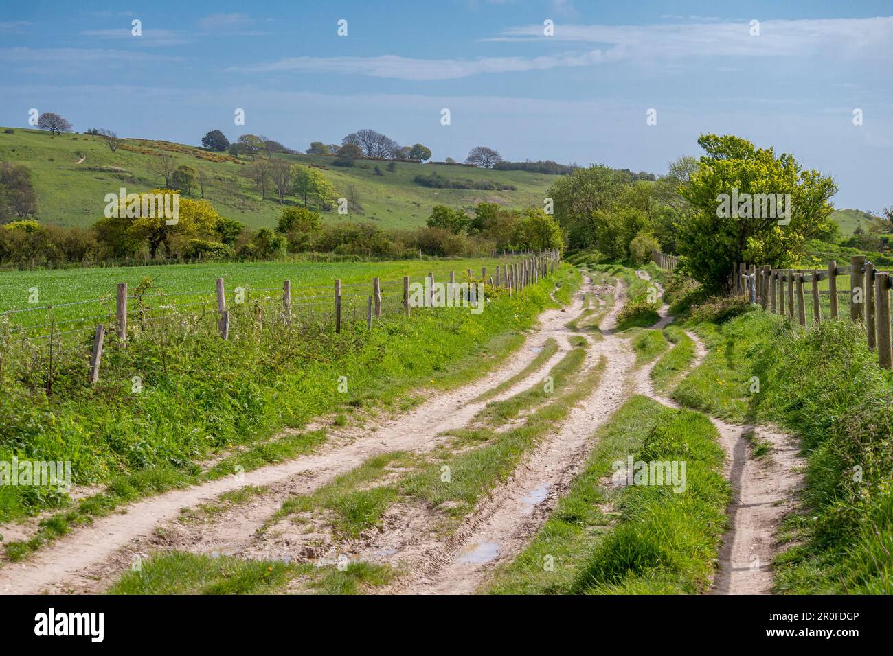 Der wichtigste Fußweg/Bridleway/Track zwischen Chanctonbury und Cissbury Ring Hill Forts im South Downs National Park, West Sussex, Südengland Großbritannien Stockfoto