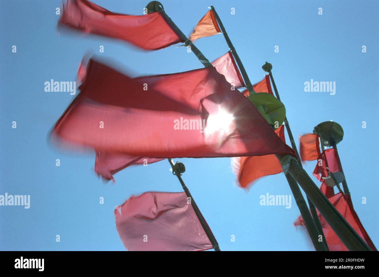 Rote Wingerflaggen, Ostsee, Darß, Mecklenburg-Vorpommern, Deutschland Stockfoto