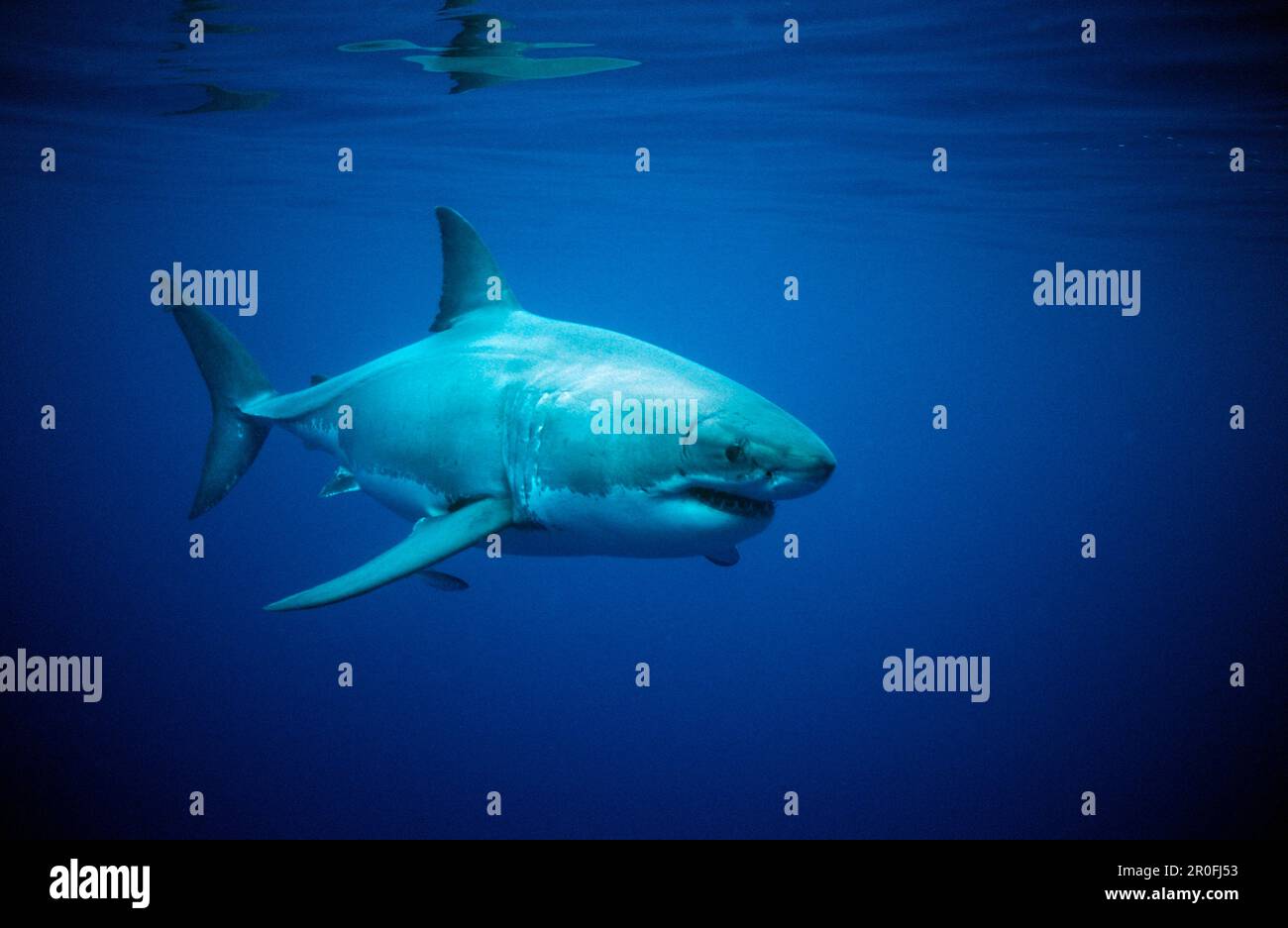 Großer Weißer Hai, Carcharodon Carcharias, Australien, gefährliches Riff, Neptune Island Stockfoto