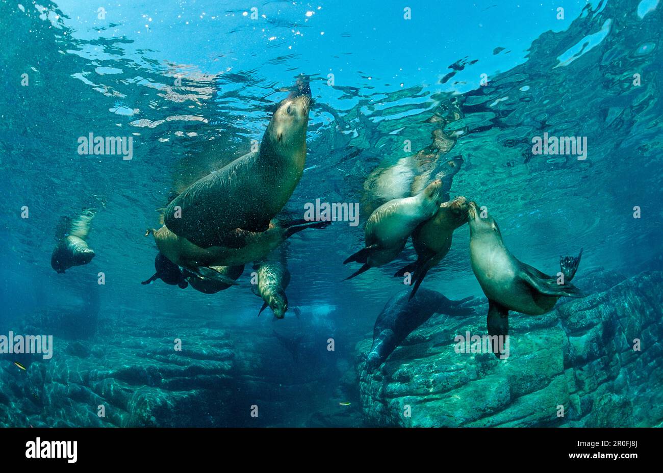Kalifornischer Seelöwe, Zalophus californianus, Mexiko, Meer von Cortez, Baja California, La Paz Stockfoto