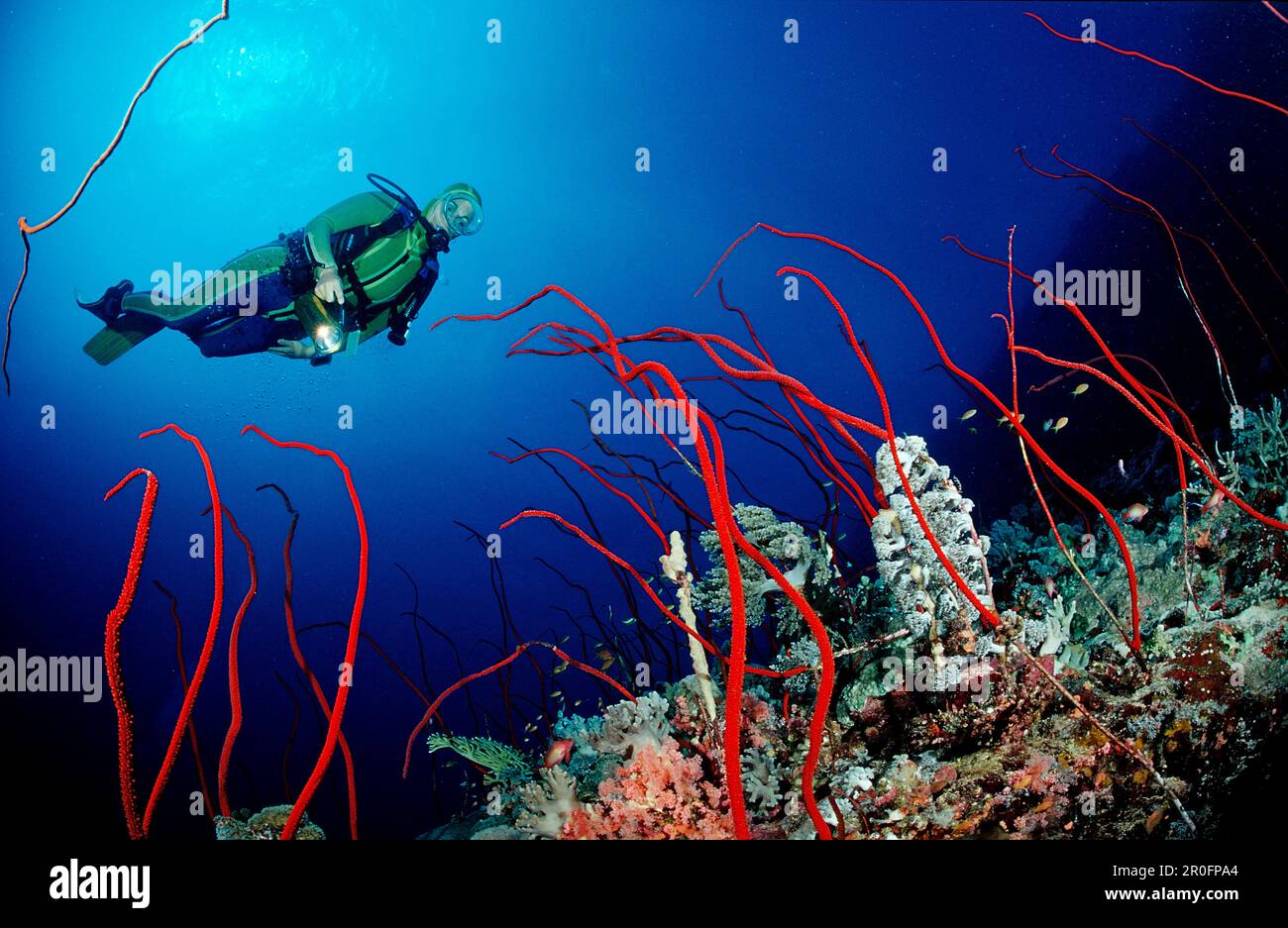 Taucher und Rote Peitschenkorallen, Juncella sp., Sudan, Afrika, Rotes Meer Stockfoto