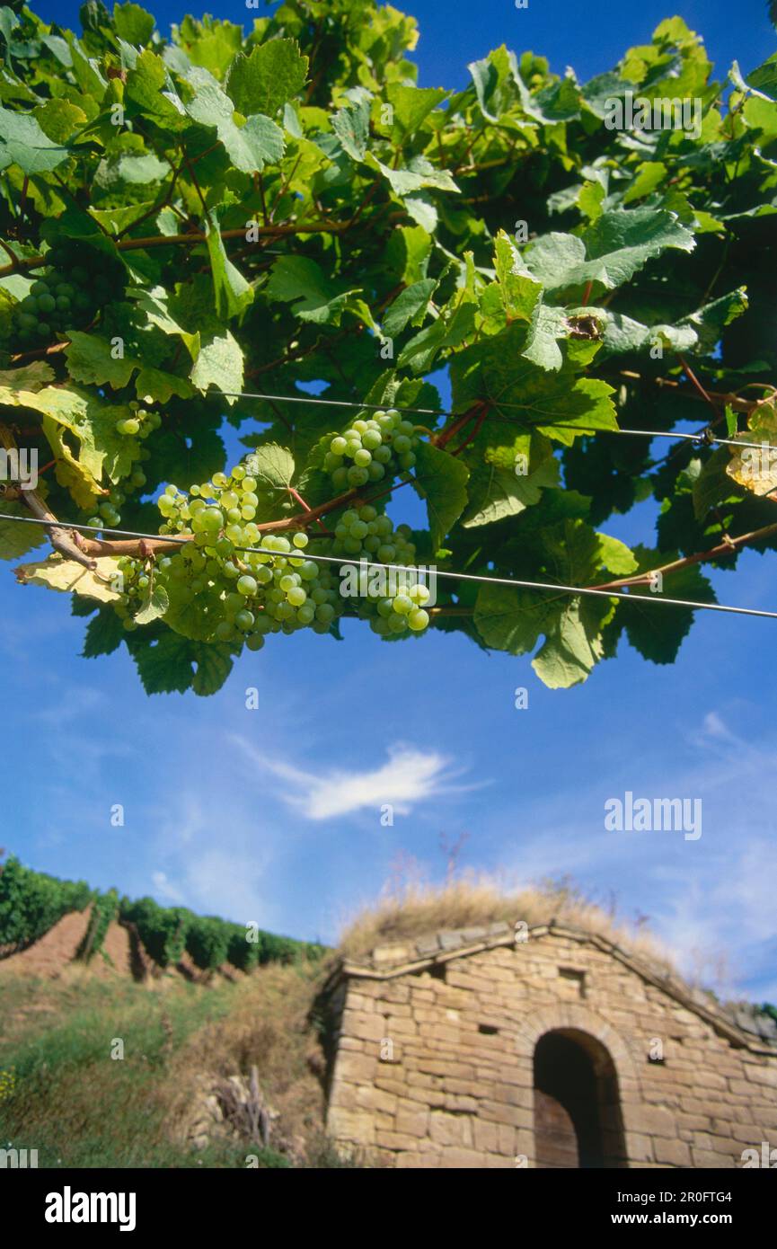 Typisches Weingut in der Nähe von Hohnstedt, Saale-Unstrut, Sachsen-Anhalt, Deutschland Stockfoto