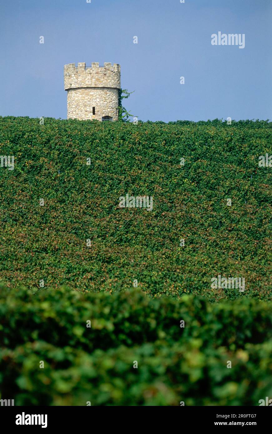 Weinberg Dalsheimer Hubacker mit Turm der Fleckenmauer-Mauer im Hintergrund, Florsheim-Dalsheim, Rheinland-Pfalz, Deutschland Stockfoto