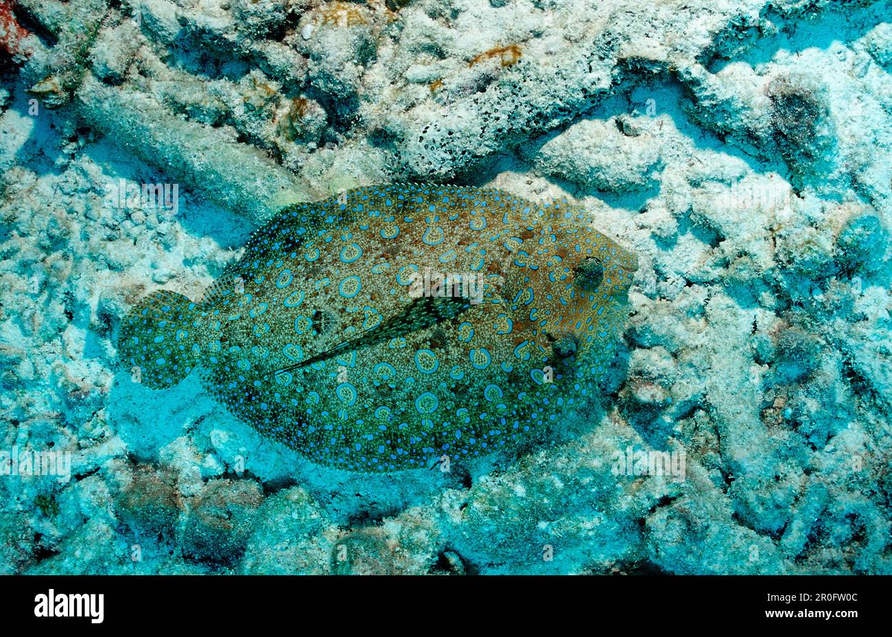 Pfauenflunder, Bothus lunatus, Niederländische Antillen, Bonaire, Karibik Stockfoto