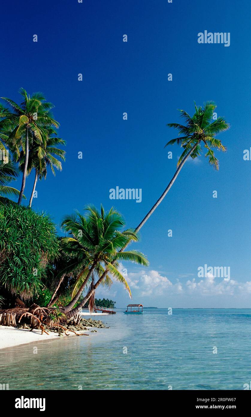 Strand mit Palmen, Malediven, Indischer Ozean, Medhufushi, Meemu-Atoll Stockfoto
