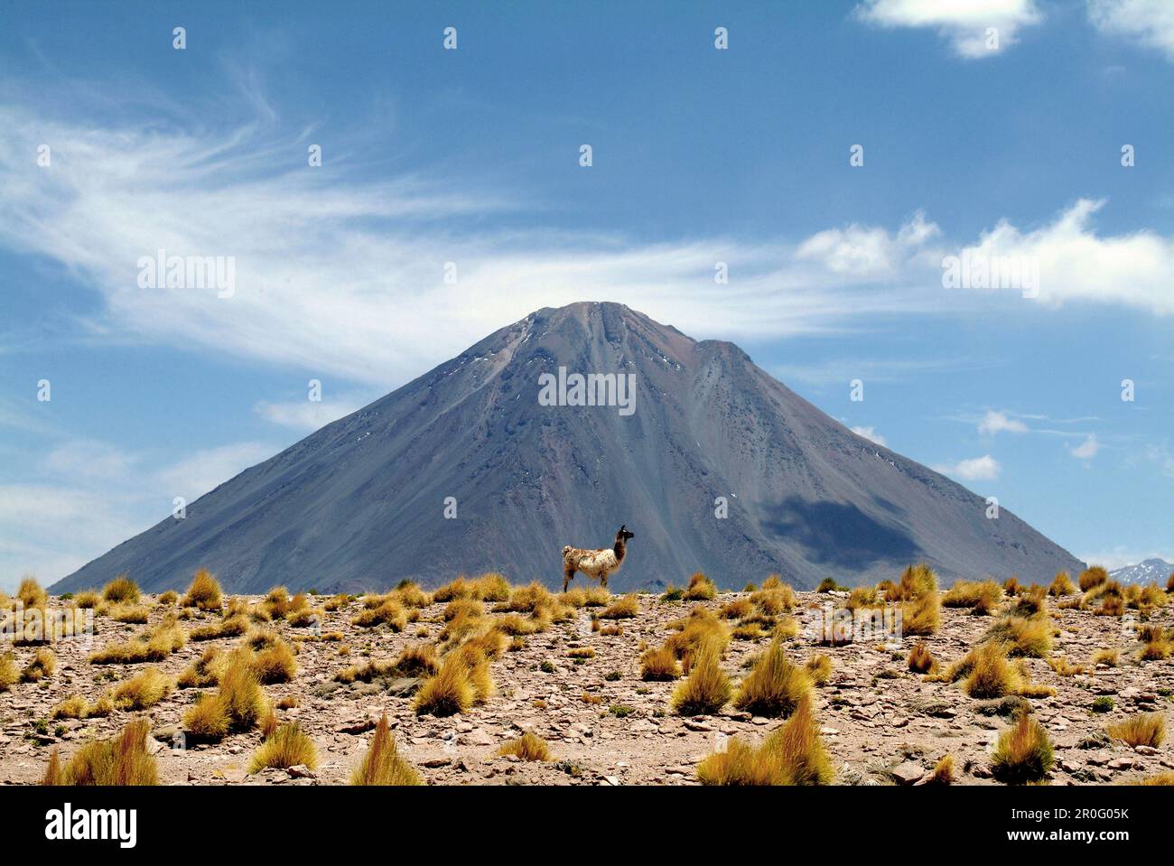 Lama in Schriftart des Lascan Vulkan, San Pedro de Atacama, Chile, Südamerika Stockfoto