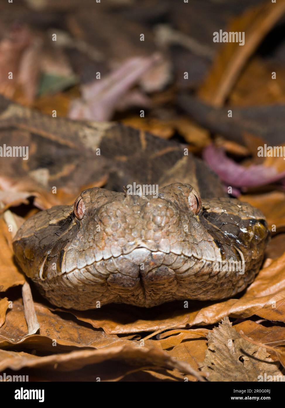 Gaboon Viper, Bitis gabonica, Gabun, Westafrika Stockfoto