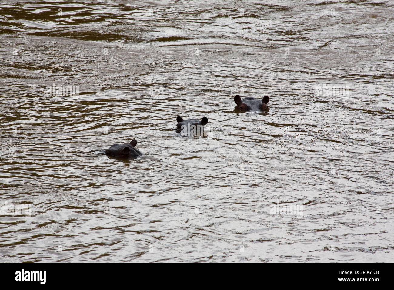 Drei Nilpferde im Fluss Mara in der Masai Mara, Naturschutzgebiet und wildes Leben reserve, Kenia, Afrika Stockfoto