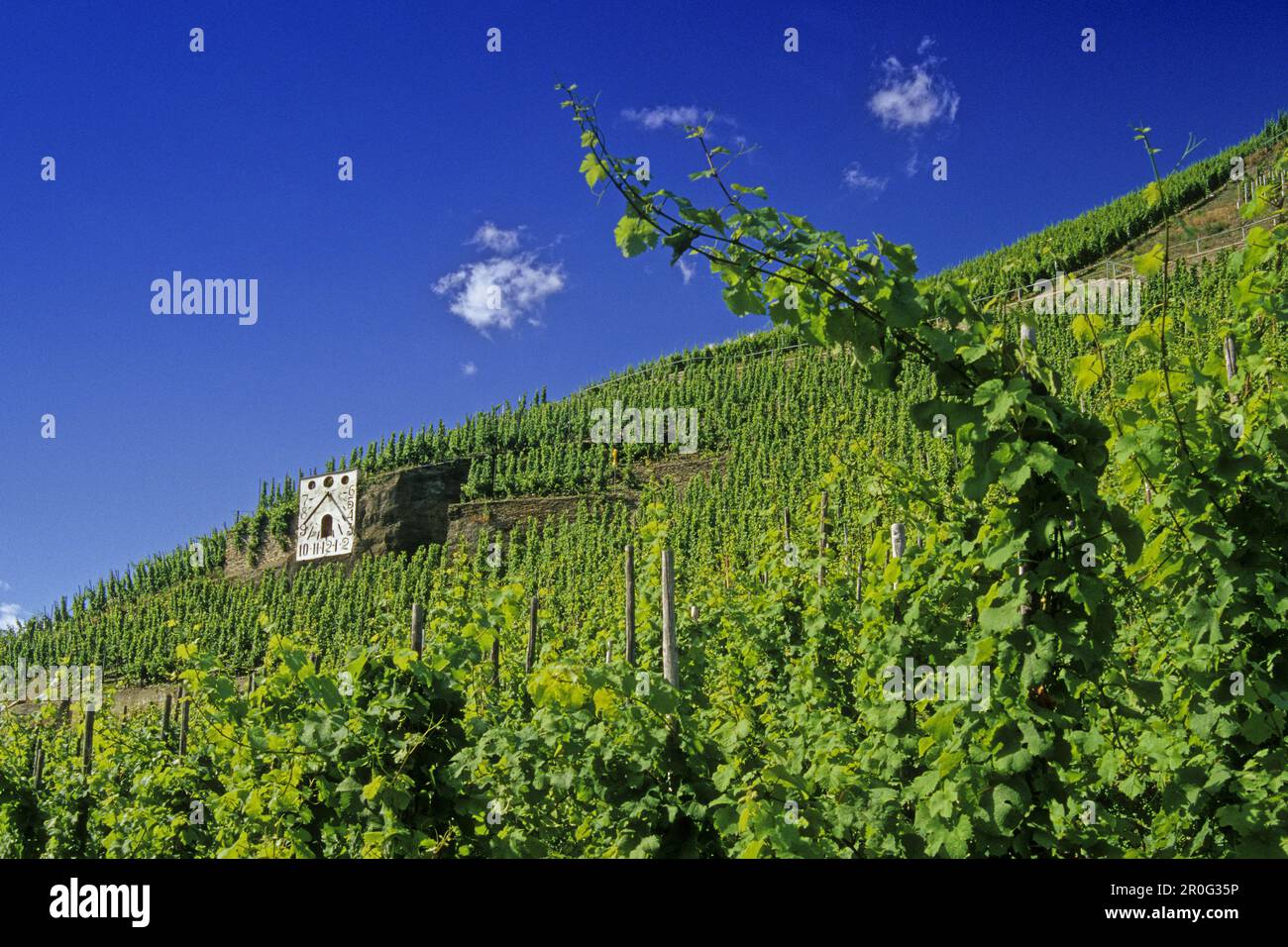 Weinberg mit Sonnenuhr, Zeltingen-Rachting, Rheinland-Pfalz, Deutschland Stockfoto