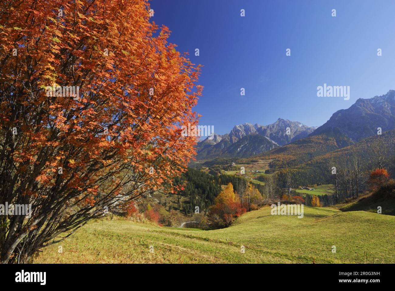 Bergreste in Herbstfarben, Piz Lischana und Piz San Jon im Hintergrund, Niederengadin, Engadin, Grisons, Schweiz Stockfoto