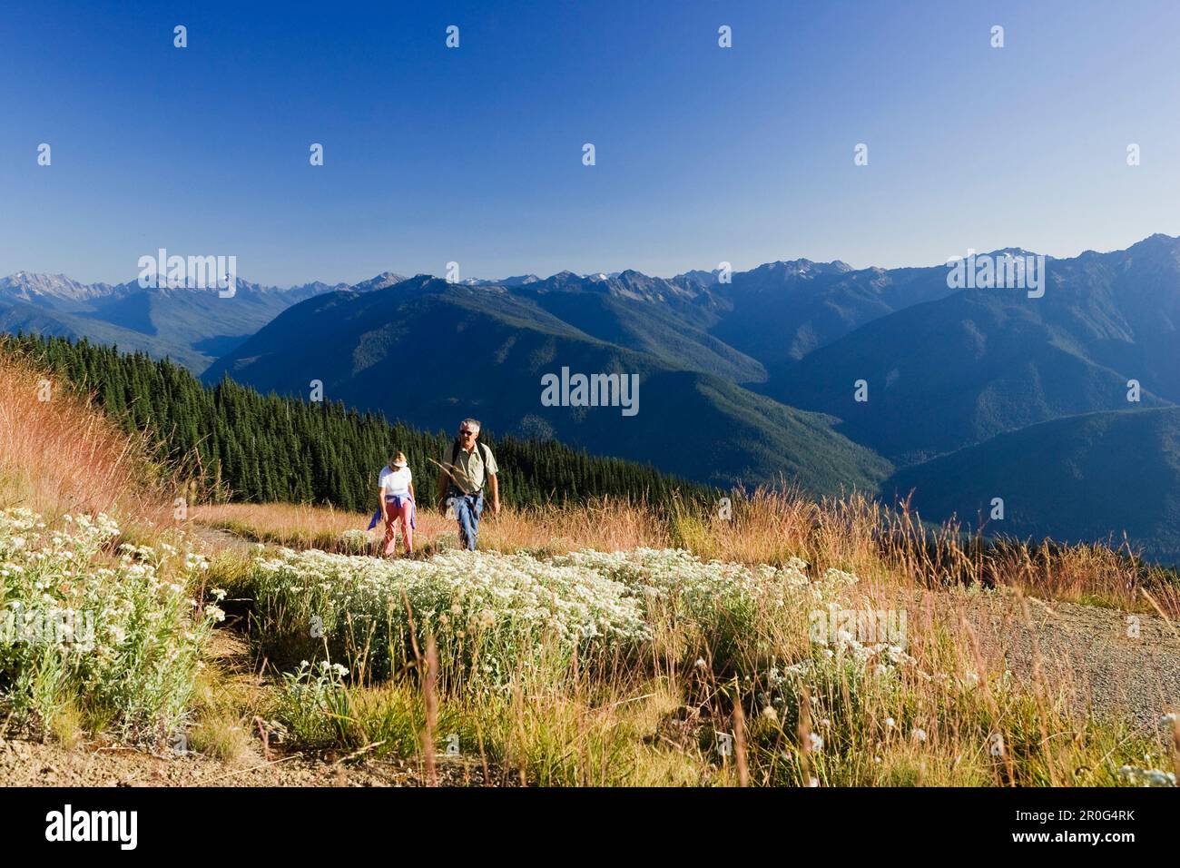 Zwei Wanderer in einer idyllischen Berglandschaft im Sonnenlicht, Hurricane Ridge, Olympic Nationalpark, Washington, USA Stockfoto