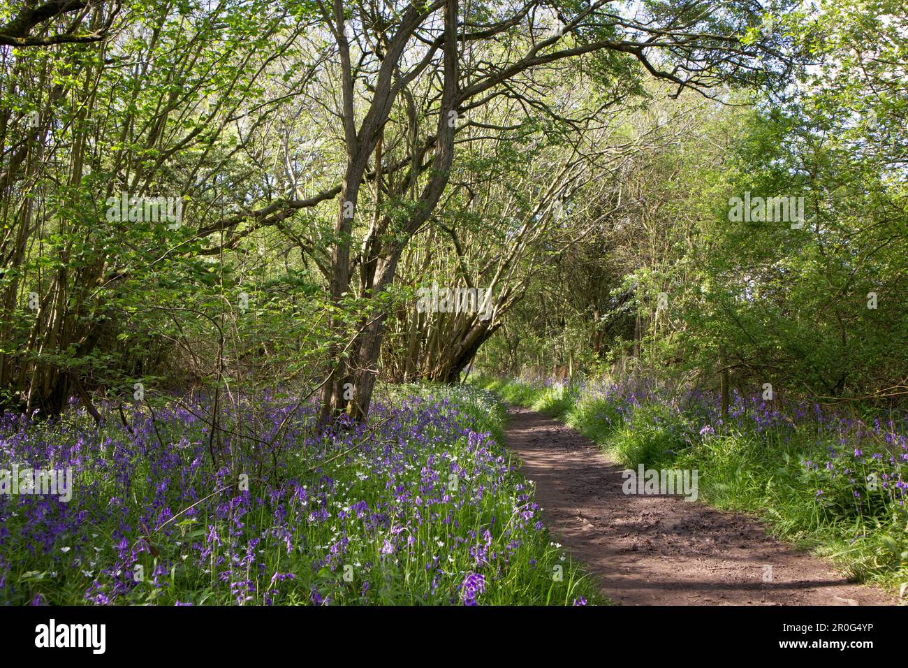 Großbritannien, Cambridgeshire - Bluebells in Brampton Wood Stockfoto