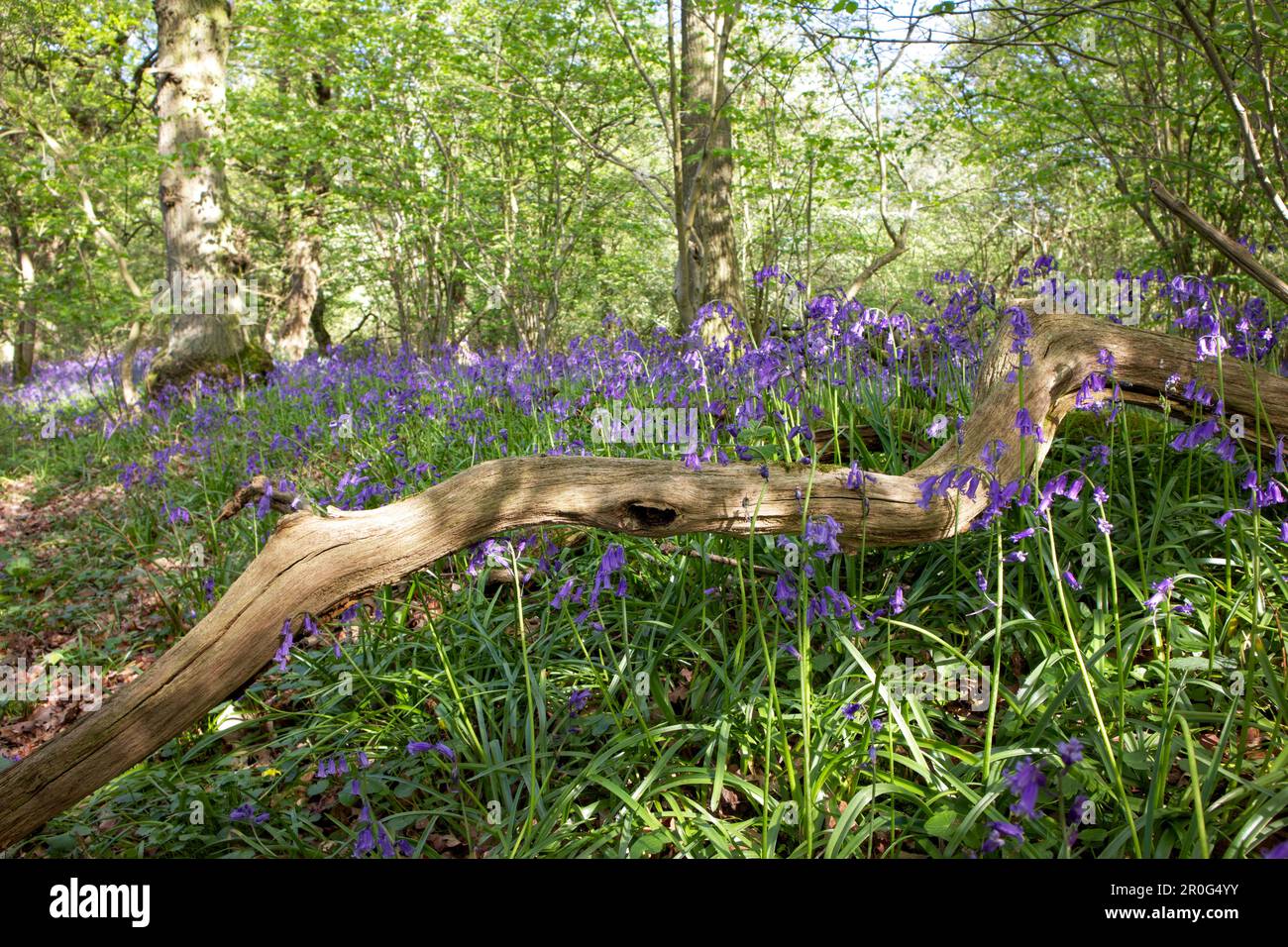 Großbritannien, Cambridgeshire - Bluebells in Brampton Wood Stockfoto