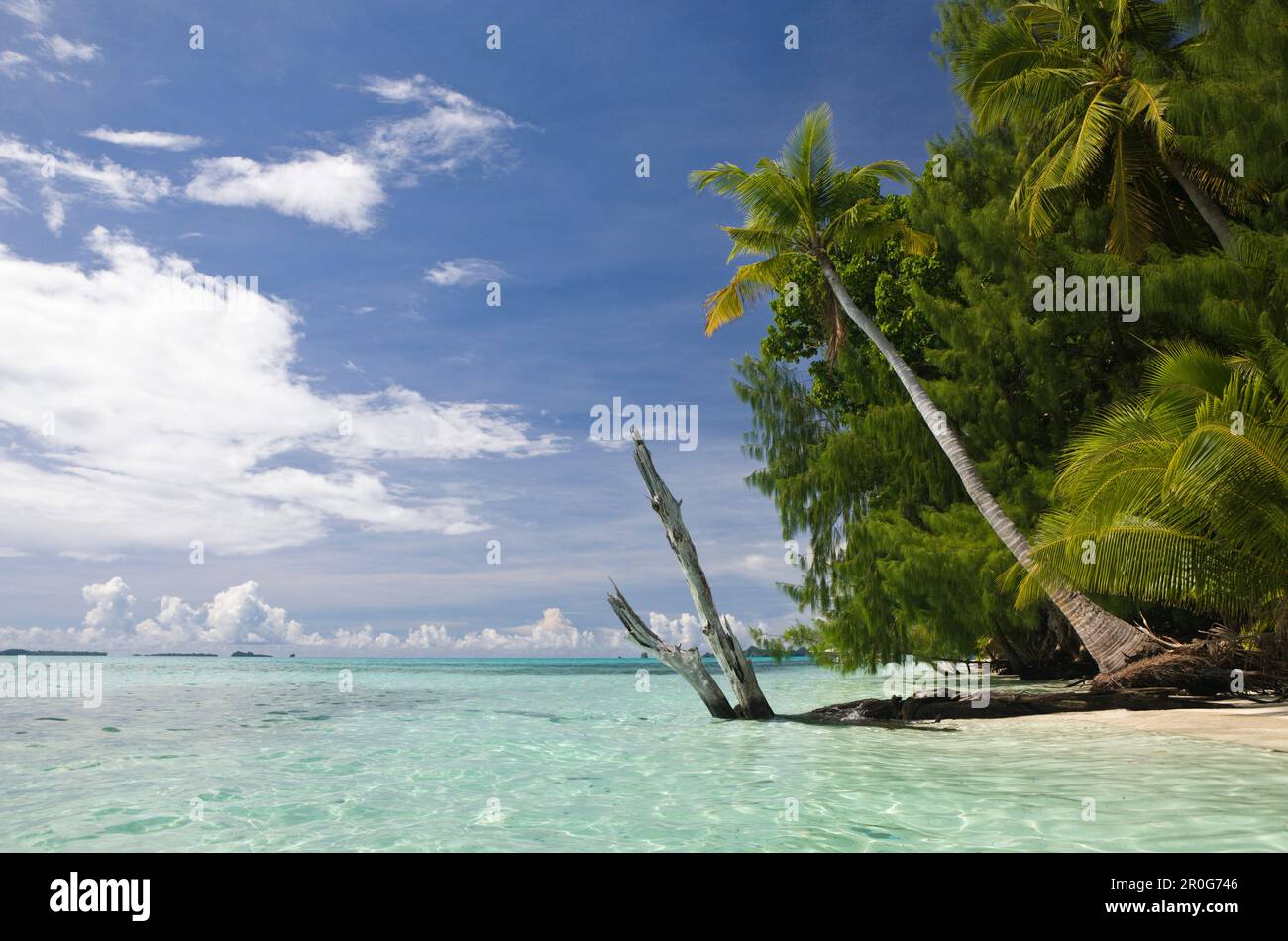 Palm-lined Beach at Palau, Mikronesien, Palau Stockfoto