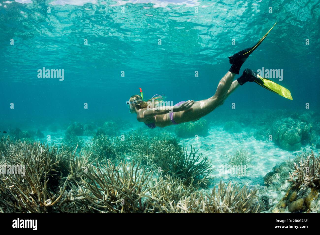 Tauchen in Palau, Mikronesien, Palau Stockfoto