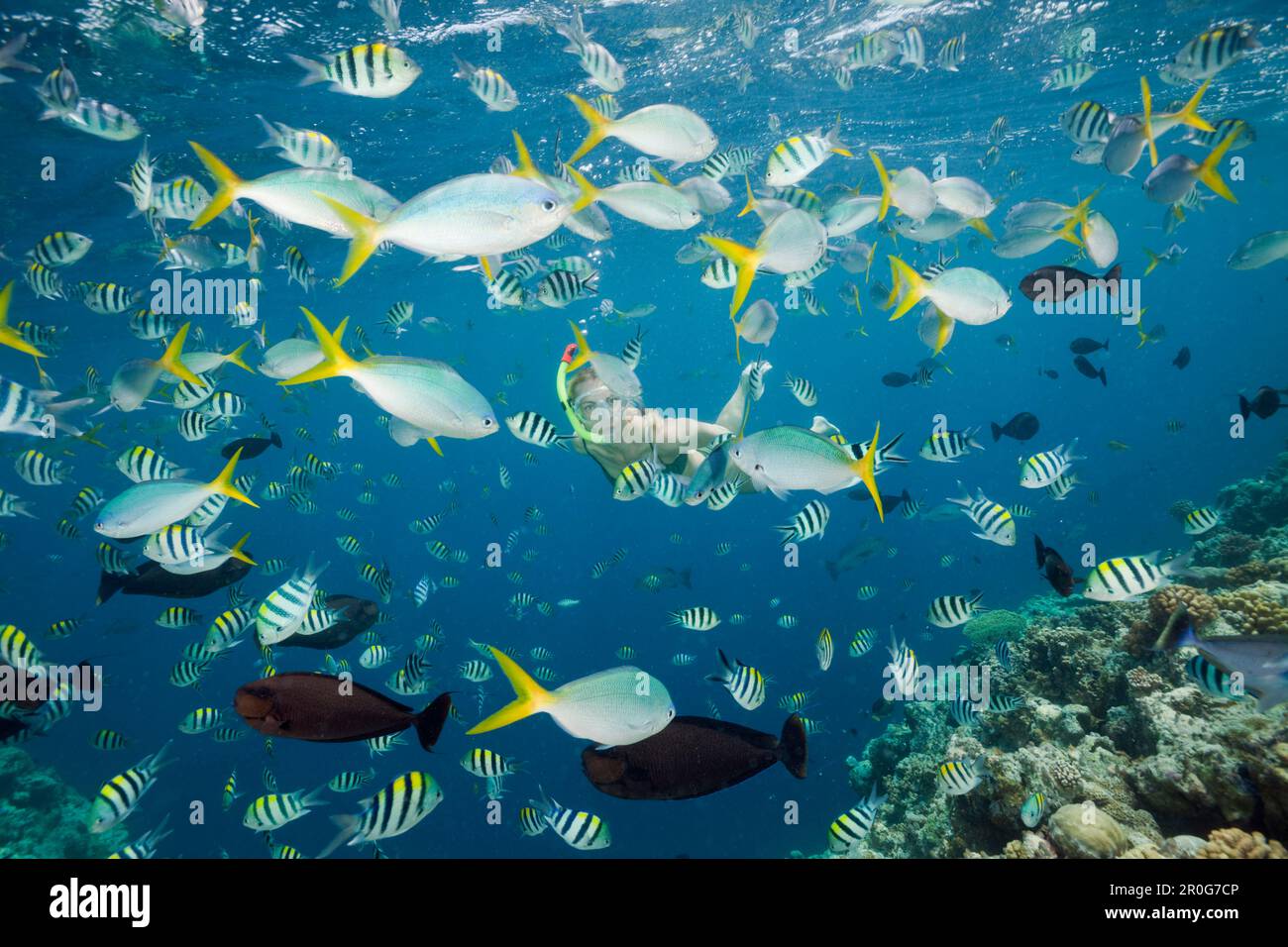 Tauchen mit bunten Fischen, Mikronesien, Palau Stockfoto