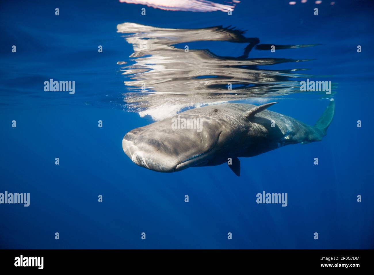 Sperm Whale, Physeter catodon, Kleine Antillen, Karibik, Dominica Stockfoto