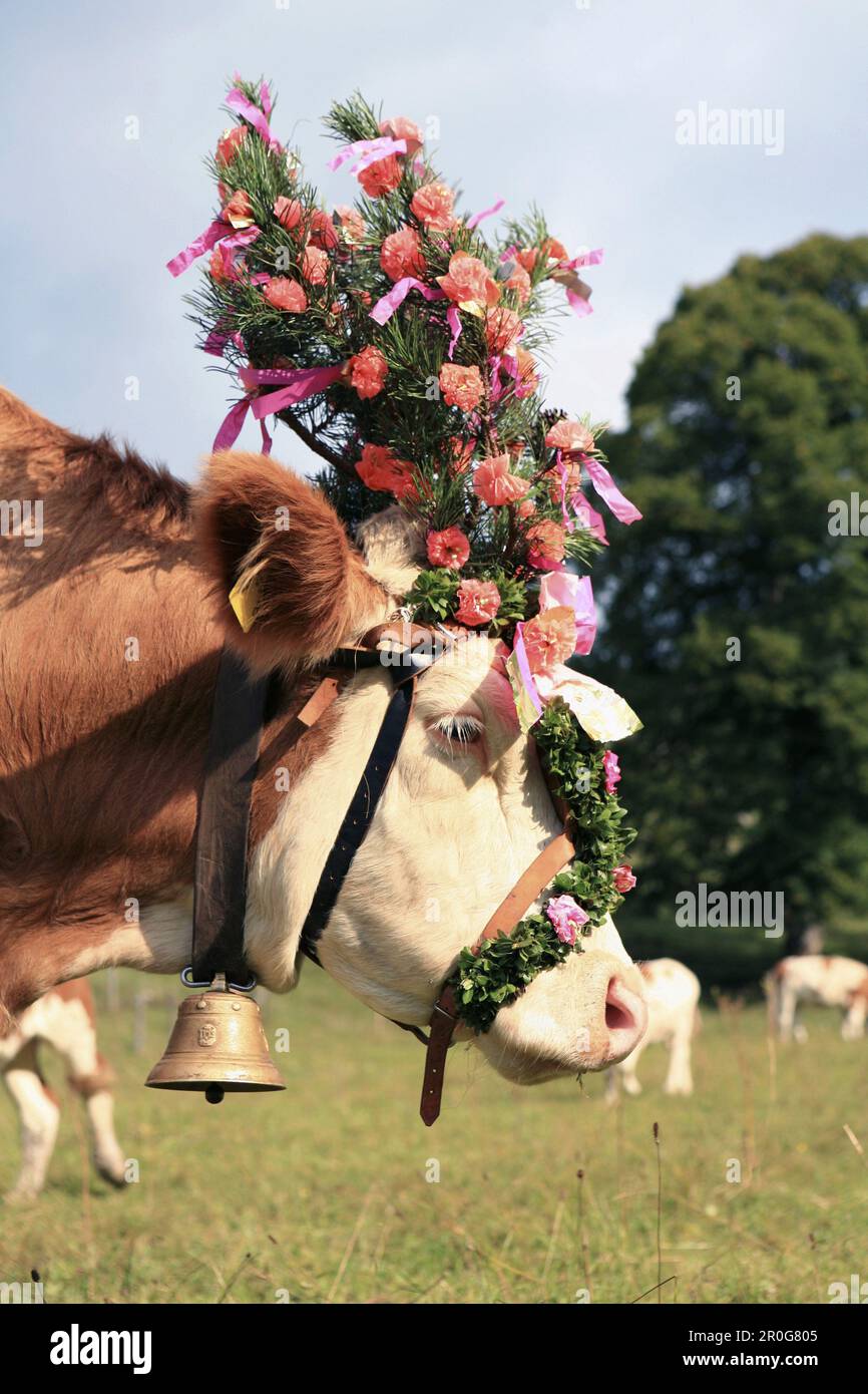 Kuh am Almabtrieb, Almabtrieb vom Berg Weide, Arzmoos, Sudelfeld, Bayern, Deutschland Stockfoto