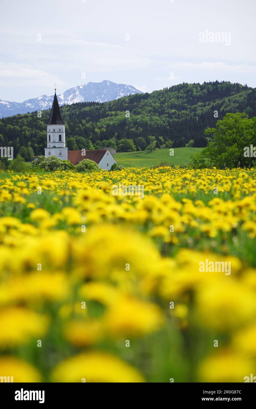 Blick auf Wiese mit Löwenzahn, spire, in der Nähe von Murnau, Oberbayern, Bayern, Deutschland Stockfoto