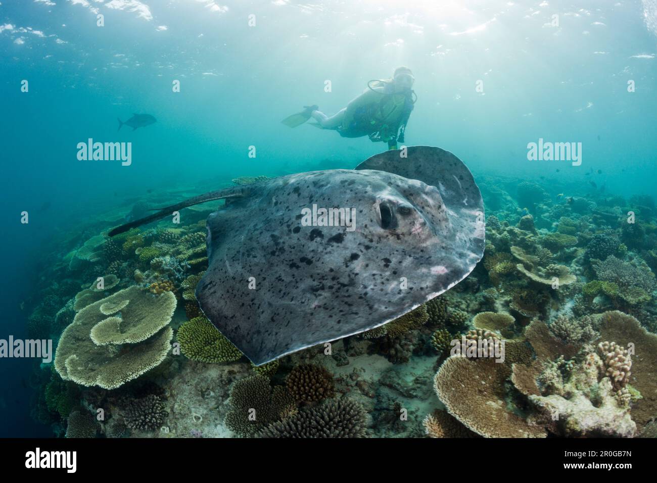 Taucher und geblotchener Fantail Stingray, Taeniura Meyeni, Malediven, Ellaidhoo House Reef, North Ari Atoll Stockfoto